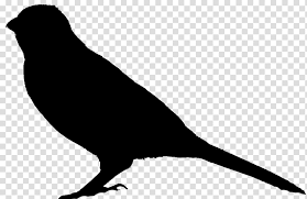 Bird Silhouette Beak American Sparrows Tail Blackbird Perching Bird Transparent Background Png Clipart Hiclipart Png stock of real birds. bird silhouette beak american