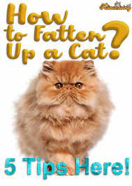 How To Fatten Up A Cat 5 Best Tips Here