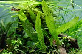 Image result for Aponogetonaceae