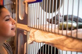 MACC waives pet adoption fees to celebrate Father's Day