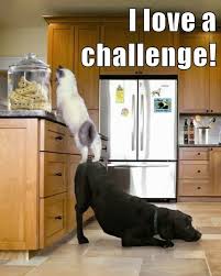 English I Love A Challenge Funny Dogs Cat Vs Dog Cute Animals