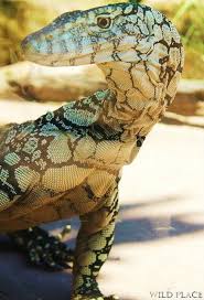 All Reptiles Monitor Lizard Lizard Reptiles