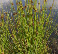 Image result for Juncus exsertus