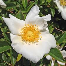 Image result for Rosa laevigata