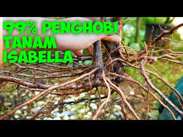 Baik di komputer maupun di handphone. Struktur Perakaran Anggur Isabella Youtube