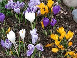 Plus you'll be making your. 10 Plants That Help Bees Through The Winter Bc Farms Food