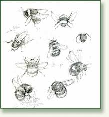 Bumble Bee Sketches Bee Sketch Bee Drawing Sketches