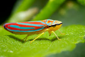 Résultat de recherche d'images pour "leaf hoppers"