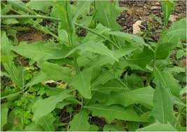 Image result for Launaea