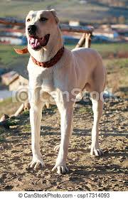 Was sind eigentlich diese wolfshunde? Junge Alabai Der Junge Alabai Hund Posiert In Der Nahe Des Kleinen Bergdorfes Canstock