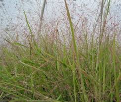 Image result for Eragrostis arenicola
