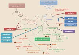 Image result for Anticoagulation Pathway
