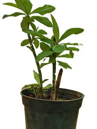 Image result for Euphorbia grantii