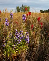 A prairie is the native grassland of central north america. Aggressive Non Native Wetland Plants Squelch Species Richness More Than Dominant Natives Do Illinois