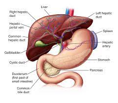 In humans, it is located in the right upper quadrant of the abdomen, below the diaphragm. Liver Anatomy And Functions