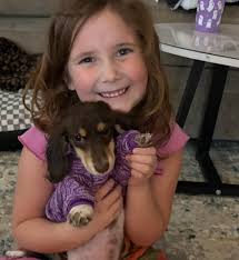 Hi, Looking for suggestion what type of brush and how often to use. He has  short hair, but shedding a lot. Thanks 😄