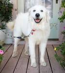 All about Great Pyrenees (and their mixes) - Big Fluffy ...