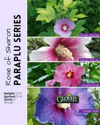 Image result for Hibiscus torrei