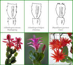 Holiday cactuses are not the spiny plants that we have in our cactus garden. Difference Between Thanksgiving Christmas And Easter Cacti Houseplants