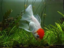 My Fish Is Floating Swim Bladder Disease In Goldfish And Others