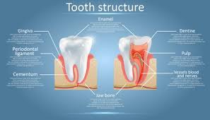 Human Tooth Structure Vector Diagram Cross Section Scheme Representing Tooth Layers Enamel Dentine Pulp With Blood Vessels And Nerves Cementum And Structures Around It Dental Anatomy Concept Ù…ÙˆÙ‚Ø¹ ØªØµÙ…ÙŠÙ…ÙŠ