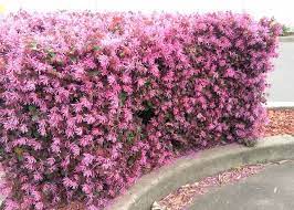 Maybe you would like to learn more about one of these? How To Use Australian Native Plants To Grow A Hedge Australian Native Plants Hedging Plants Australian Native Garden