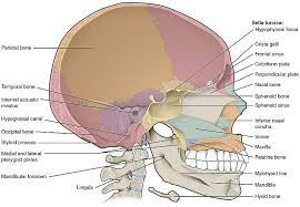 Schadelknochen Anatomie Des Schadels Aufbau Funktionen