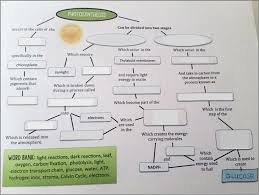 Free Photosynthesis Graphic Organizer Photosynthesis