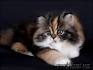 Persian Kittens For Sale by Reputable Breeders | Pets4You
