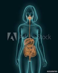 Human internal organs set free vector. Illustration Of Woman S Internal Organs Girl Skeleton Internal Organs Circulatory System Stock Vector Royalty Free 1740284735 Authentic Photographs Brought To You By Professional Photographers Welcome To The Blog