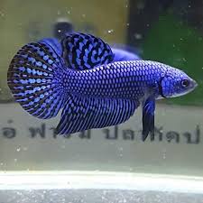 Betta Fish Betta Fish Ideas Bettafish Fishbetta Live Betta Fish Machacai Blue 75 00 End Date Friday Tropical Freshwater Fish Cool Fish Betta Fish Tank