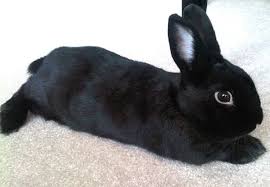 Their coats can be blue, white, black. Havana Rabbit Characteristics Origin Uses Full Breed Information