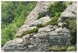 Image result for Selaginella vanderystii