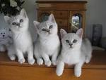 Burmilla Cats | Burmilla Cat Breed Info & Pictures | PetMD