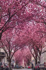 An international gift of friendship. Where To Enjoy The Best Of Bonn Cherry Blossom Solosophie
