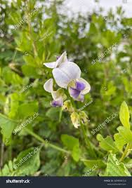 Image result for Crotalaria vasculosa