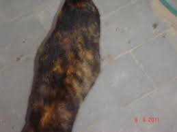 Trachtigkeit Katze 8 Monate Dicker Bauch Wann Wird Es Soweit Sein Schwanger Baby Zeit