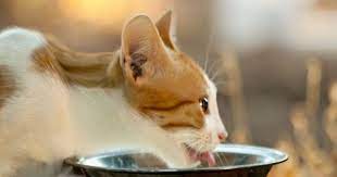The Right Diet For Cats With Kidney Disease The Conscious Cat Cat Diseases Cat Kidney Cat Nutrition