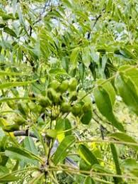 Image result for Kirkiaceae