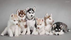 No hay más lindos que los míos, criados en casa muy bien cuidados y de excelente tamaño para departamentos y lo especial que tienen es que no tienen mal olor, ni ta… I Want Them Allllllll Perro Husky Siberiano Perros Husky Bebes Razas De Perros