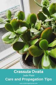 Our guide cover 50 of the most common types of succulents. 63 Types Of Succulents With Pictures Details Care Tips