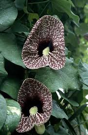 Image result for Aristolochia littoralis