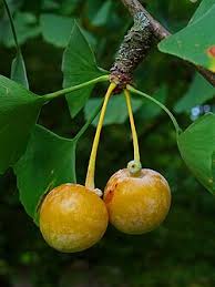 Image result for Ginkgo biloba