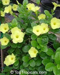 Adenocalymma comosum yellow trumpet vine. Urechites Lutea Vinca Lutea Pentalinon Luteum Yellow Mandevilla Yellow Dipladenia Wild Allamanda Flowering Vines Plants Perrenial Flowers