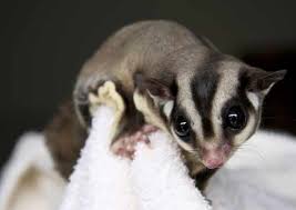 *rebus ayam dan ubi sampai empuk. 16 Makanan Sugar Glider Agar Tetap Sehat Dan Cepat Besar