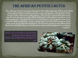 As the rains in the places where cacti usually grow are very sporadic, these plants find it necessary to store a large amount of liquid in their stems, which they can resort to in dry periods. By Noor Al Thani Plants The Colocynth Is A Wild Gourd That Is Native In The Sahara Desert And It S Scientific Name Is Citrullus Ppt Download