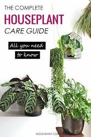 Complete Indoor Plant Care Guide House Plant Care Indoor Plant Care Guide Indoor Plant Care