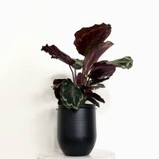 To use plant pots without drainage holes. How To Plant In Pots Without Drainage Holes 4 Simple Solutions My Tasteful Space