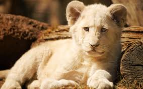 Maybe you would like to learn more about one of these? Wallpaper White Lion Cub Front View 3840x2160 Uhd 4k Picture Image
