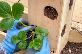 These strawberries grow well in the ground as well as in hanging baskets and containers. Diy Strawberry Planter With Plans The Handyman S Daughter